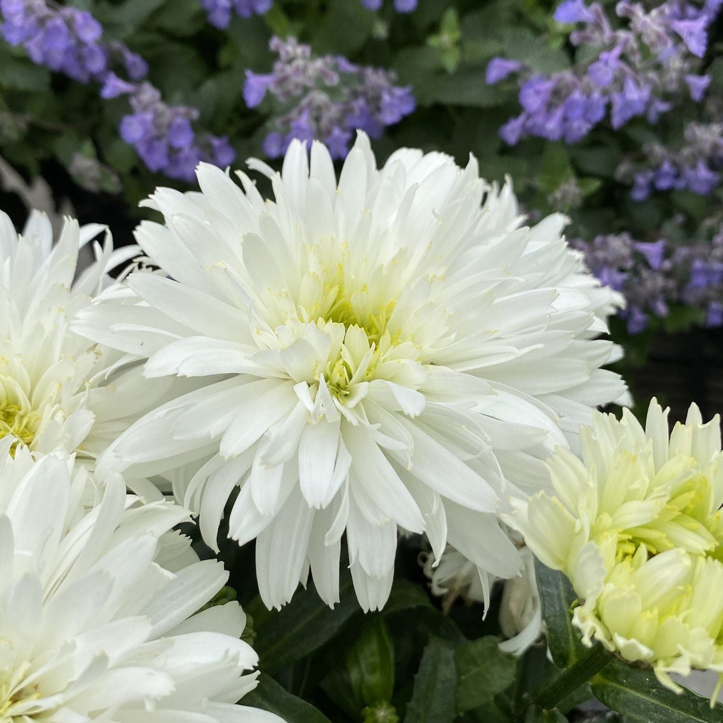 Close-up of Amazing Daisies® 'Marshmallow' Shasta Daisy (Leucanthemum) in bloom, featuring long white petals and green foliage - Photo Property of Garden Crossings LLC.