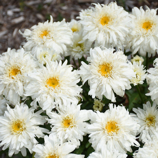 Amazing Daisies® 'Marshmallow' Shasta Daisy (Leucanthemum) - Photo Courtesy of Proven Winners, Inc.