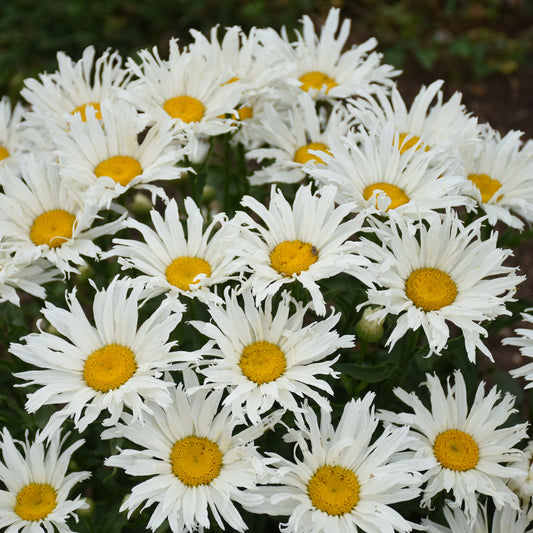 Amazing Daisies® 'Spun Silk' Shasta Daisy (Leucanthemum) - Photo Courtesy of Proven Winners, Inc.