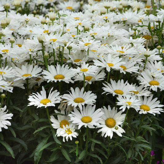 A dense cluster of 'Whitecap' Shasta Daisy (Leucanthemum) fills the frame, with yellow-centered white blooms and green foliage - Photo Courtesy of Ball Horticulture, Inc.