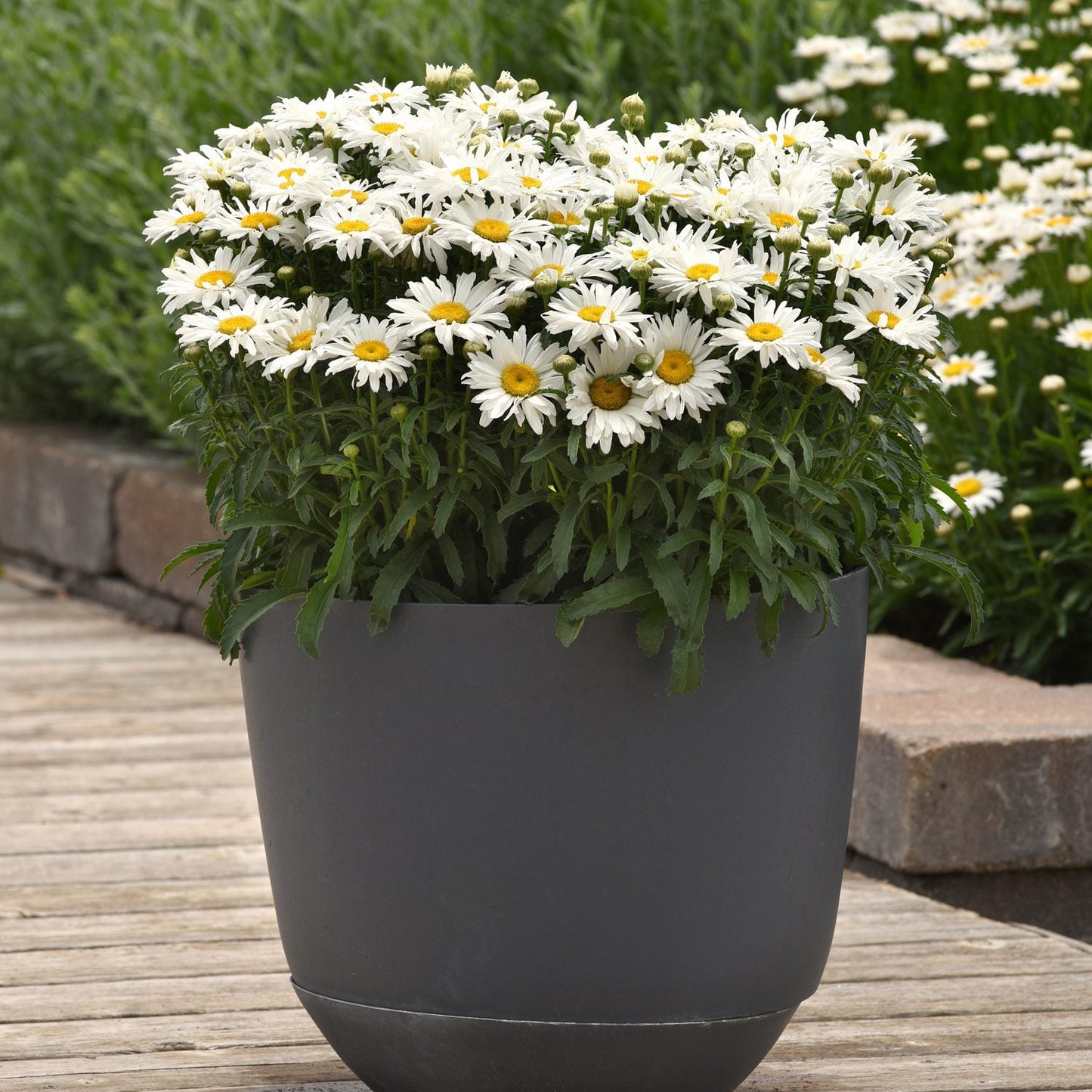A gray pot of 'Whitecap' Shasta Daisy (Leucanthemum), a cheerful perennial with white blooms, sits on a wooden deck amid lush green leaves and a garden full of similar flowers in the background - Photo Courtesy of Ball Horticulture, Inc. Decorative pot not included.