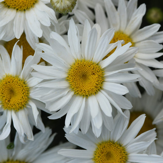 Whitecap' Shasta Daisy (Leucanthemum) - Photo Courtesy of Ball Horticulure, Inc.