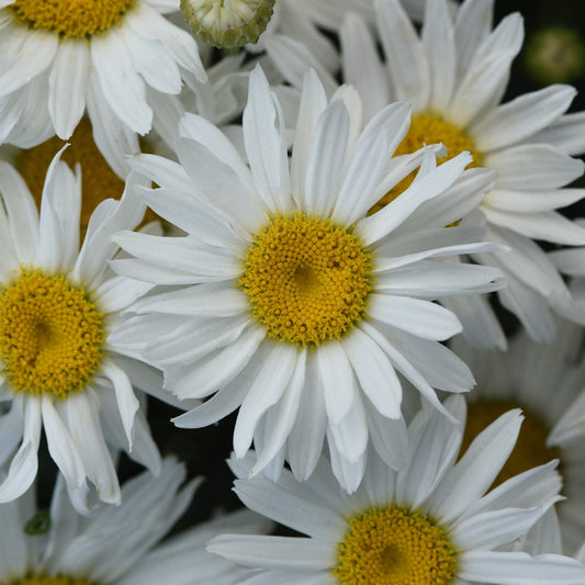 A close-up of 'Whitecap' Shasta Daisy (Leucanthemum) blooms displays crisp white petals and yellow centers overlapping, with these cheerful perennial flowers filling the frame in a fresh, vibrant display - Photo Courtesy of Ball Horticulture, Inc.