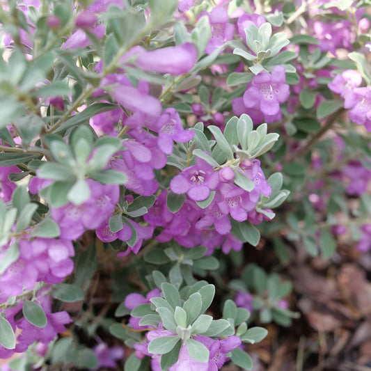 Close-up of Trailblazer™ Silver Texas Sage (Leucophyllum) shows soft green-silver foliage and clusters of small tubular purple flowers. The blurred background highlights this drought-tolerant shrub’s vibrant hues and delicate petals. - Photo Courtesy of Proven Winners, Inc.