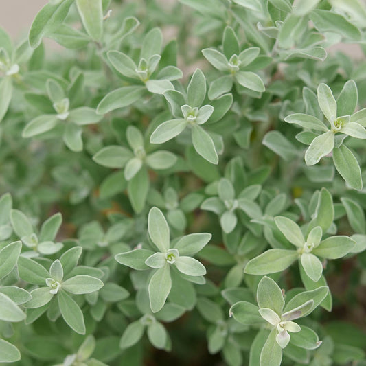 Close-up of Trailblazer™ Silver Texas Sage (Leucophyllum), a drought-tolerant shrub with soft, silver, slightly fuzzy foliage densely packed on thin stems, echoing the lush look of oregano’s clustered leaves. - Photo Courtesy of Proven Winners, Inc.