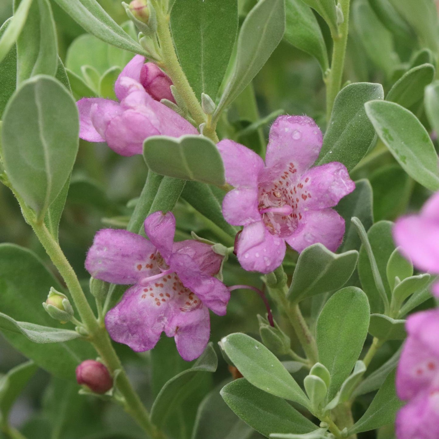 Close-up of two pink-purple Trailblazer™ Silver Texas Sage (Leucophyllum) flowers with speckled centers, surrounded by oval green-silver foliage; water droplets glisten on this drought-tolerant shrub's petals and leaves. - Photo Courtesy of Proven Winners, Inc.