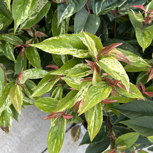 Paisley Pup® Doghobble (Leucothoe) - Photo Property of Garden Crossings LLC