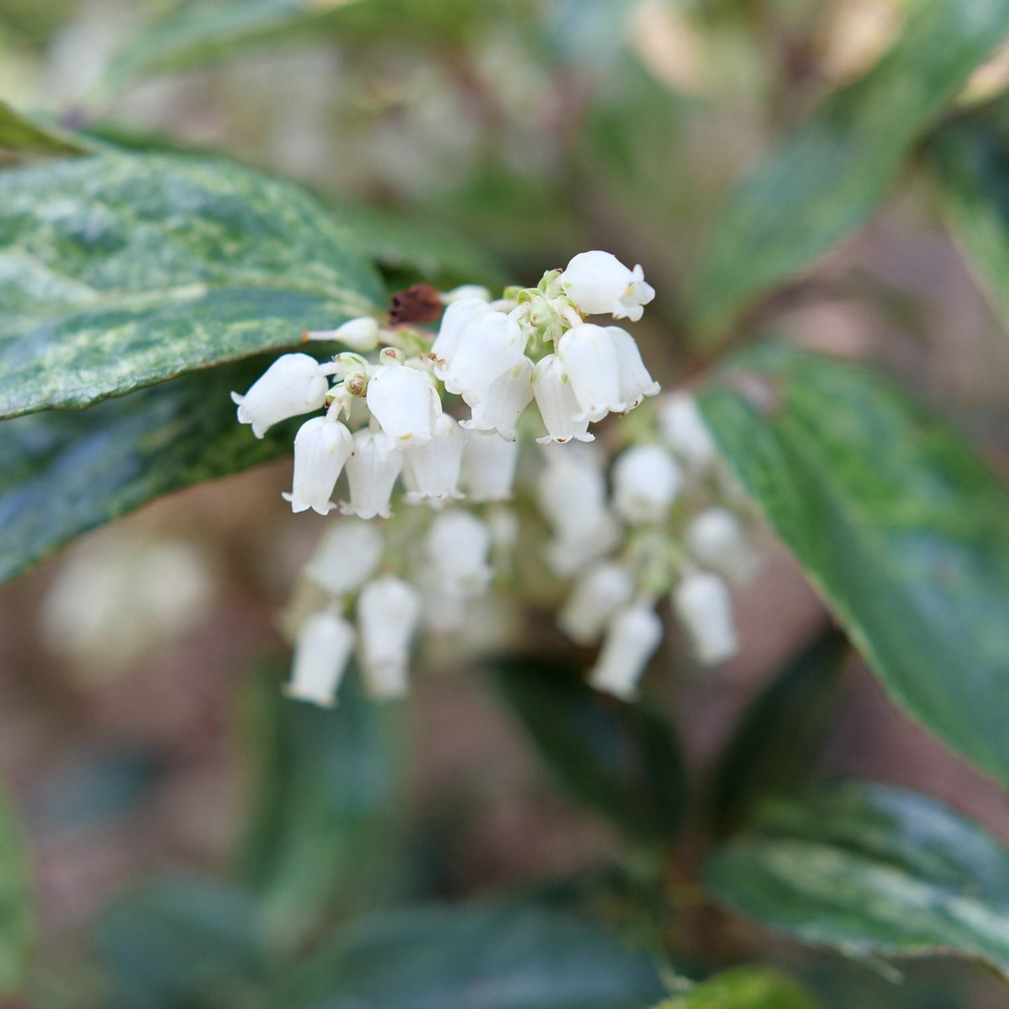 Cluster of small, white, bell-shaped flowers hang from a stem with green leaves behind. This close-up features Paisley Pup® Doghobble (Leucothoe), a native broadleaf evergreen shrub, showing delicate blooms in sharp detail. - Photo Courtesy of Proven Winners, Inc.