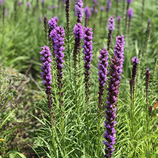Tall stalks of 'Kobold' Blazing Star (Liatris) bloom among green grass and foliage in bright sunlight - Photo Property of Garden Crossings LLC.