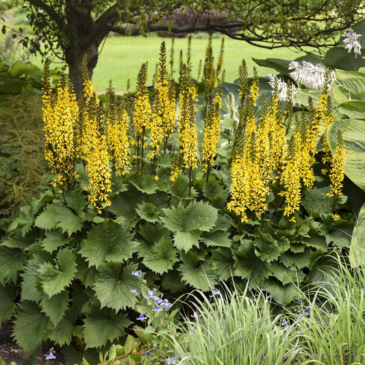 'Bottle Rocket' Ligularia features tall spikes of bright yellow flowers above jagged green leaves, creating a striking, perennial display in lush shade garden - Photo Courtesy of Walters Gardens, Inc.