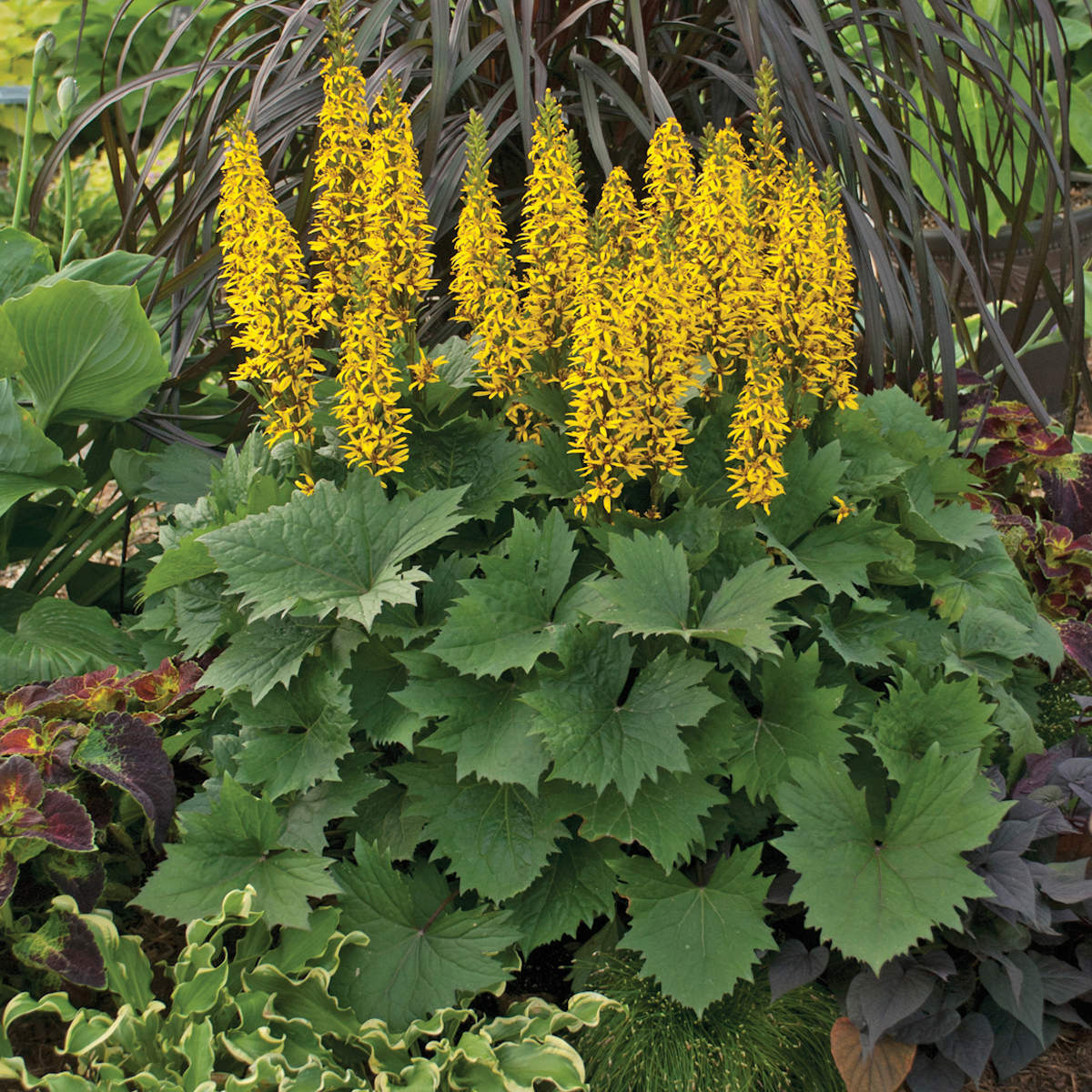 'Bottle Rocket' Ligularia displays bright yellow flower spikes above jagged green leaves, adding vibrant color to shade garden - Photo Courtesy of Walters Gardens, Inc.
