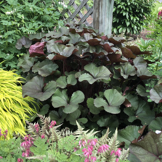 The bold green and burgundy leaves of 'Britt-Marie Crawford' Ligularia stand out among yellow ornamental grass, pink bleeding hearts, lush foliage, and a wooden trellis - Photo Property of Garden Crossings LLC.