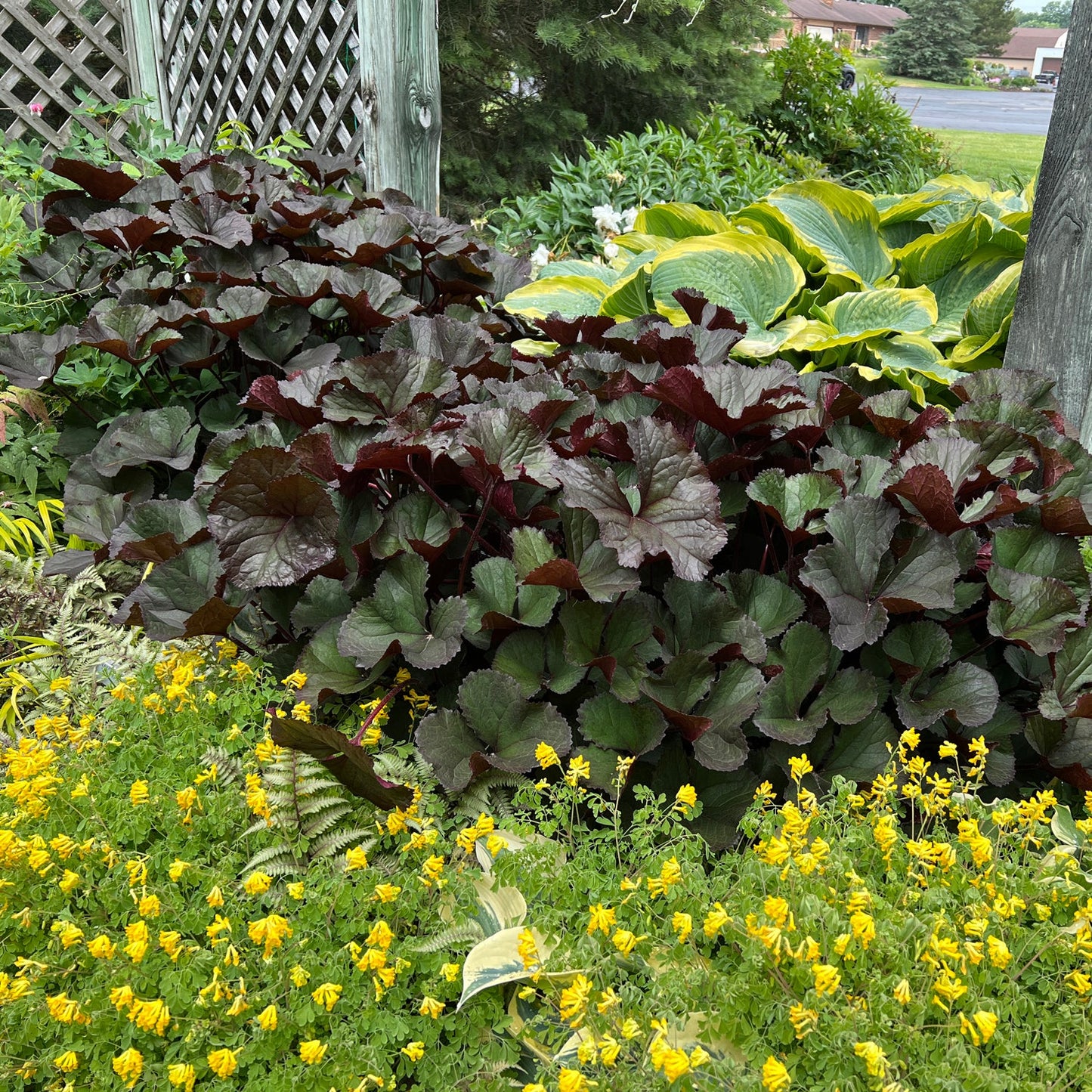 'Britt-Marie Crawford' Ligularia showcasing large burgundy leaves paired with bright green hosta and yellow flowers, set against wooden posts, lattice, and trees - Photo Property of Garden Crossings LLC.