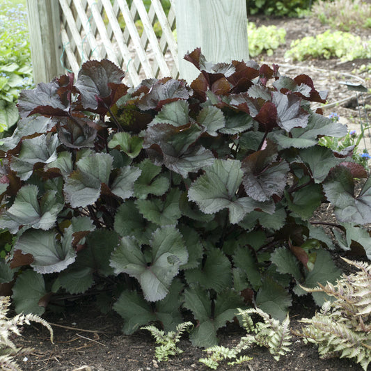 Britt -Marie Crawford' Ligularia - Photo Courtesy of Walters Gardens, Inc.