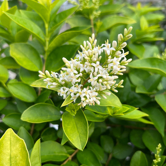 Small white flowers bloom among glossy green leaves on a Golden Ticket® Privet (Ligustrum), a deer-resistant shrub, softly illuminated by natural light. - Photo Property of Garden Crossings LLC