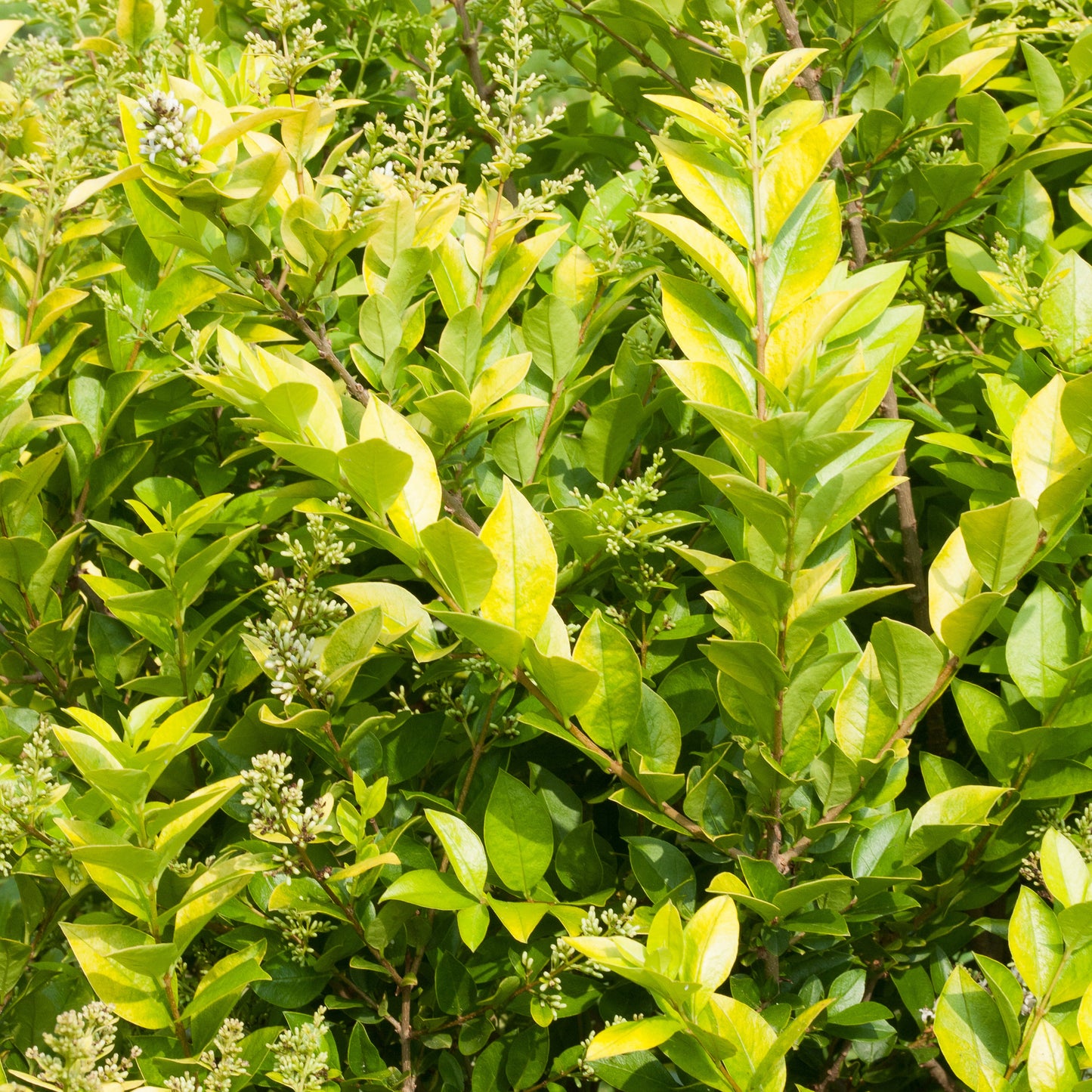 Golden Ticket® Privet (Ligustrum) is a dense green shrub with glossy, oval leaves and clusters of small white buds. Non-invasive, hardy, and attractive, it thrives in sunlight - Photo Courtesy of Proven Winners, Inc.