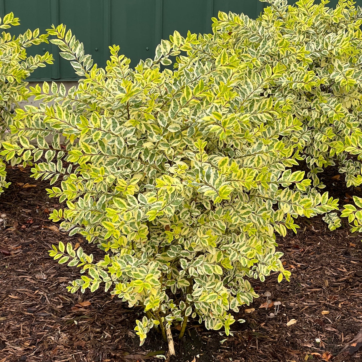 Good Vibrations® Privet (Ligustrum) is a dense, deer-resistant shrub with small oval leaves boasting green centers and creamy yellow edges, thriving in mulched soil before a green wall. - Photo Property of Garden Crossings LLC