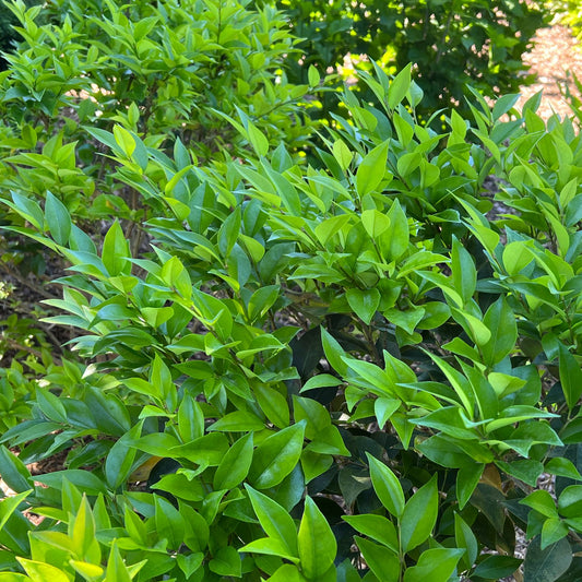 Close-up of dense green foliage with shiny, pointed leaves on multiple evergreen Kindly® Privet (Ligustrum) shrubs outdoors in bright sunlight - Photo Property of Garden Crossings LLC.