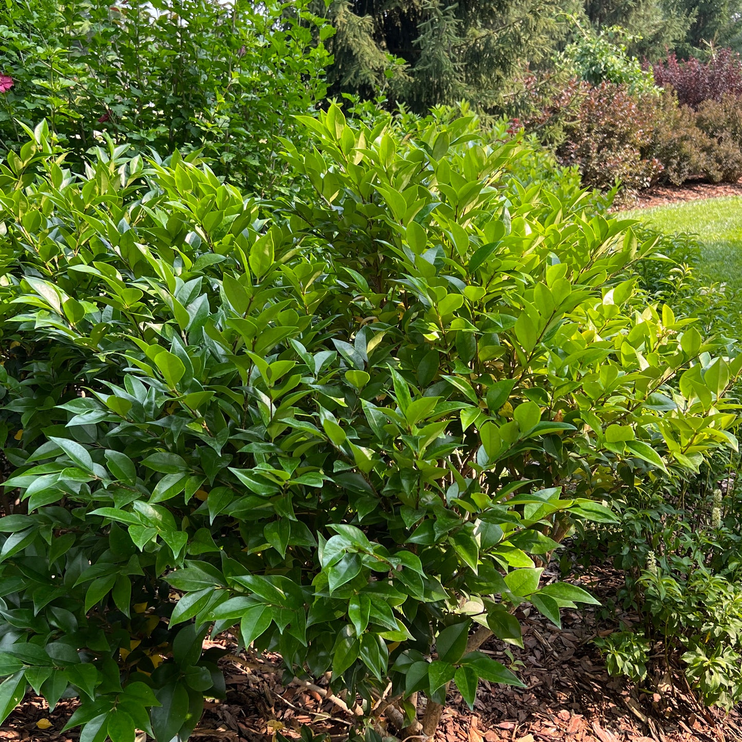 Kindly® Privet (Ligustrum) - Photo Property of Garden Crossings LLC