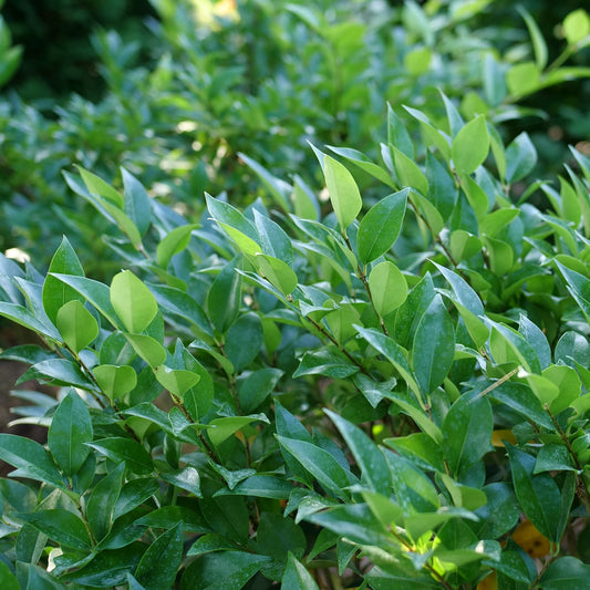 Dense green foliage with glossy, oval leaves in sunlight, the seedless Kindly® Privet (Ligustrum) evergreen shrub adds healthy growth to gardens or outdoor spaces - Photo Courtesy of Proven Winners, Inc.