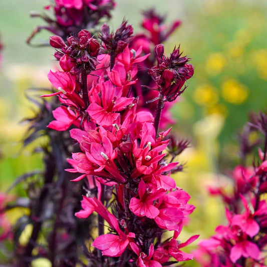 Close-up of a flowering plant with clusters of bright pink to magenta blossoms on dark reddish-purple stems, photographed outdoors against a softly blurred green and yellow garden background. - Photo Courtesy of Walters Gardens, Inc.