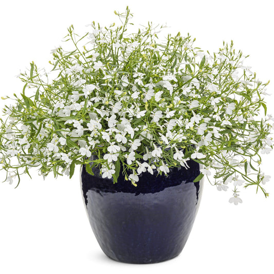 Laguna® Cloud White™ Lobelia - Photo Courtesy of Proven Winners, Inc.