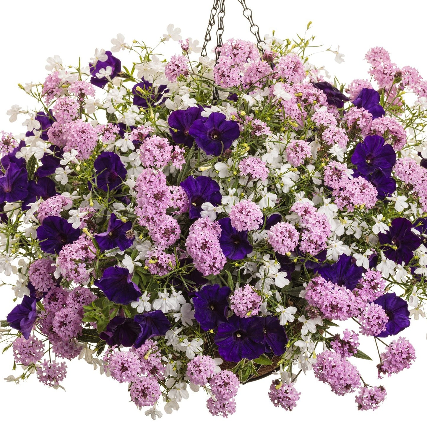 A hanging basket brims with vibrant flowers, featuring clusters of light pink and deep purple blooms, plus small white Laguna® Cloud White™ Lobelia blossoms and lush green foliage - Photo Courtesy of Proven Winners, Inc. Hanging basket not included.
