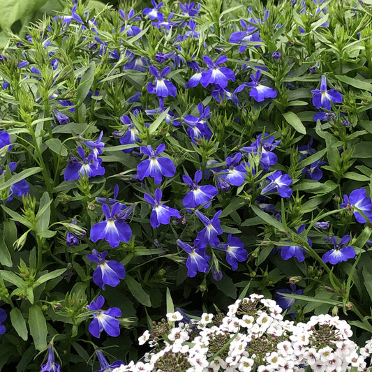 A dense cluster of vibrant blue Laguna® Compact Blue With Eye Lobelia flowers with delicate green leaves appears alongside a small group of white flowers at the bottom of the image - Photo Property of Garden Crossings LLC.