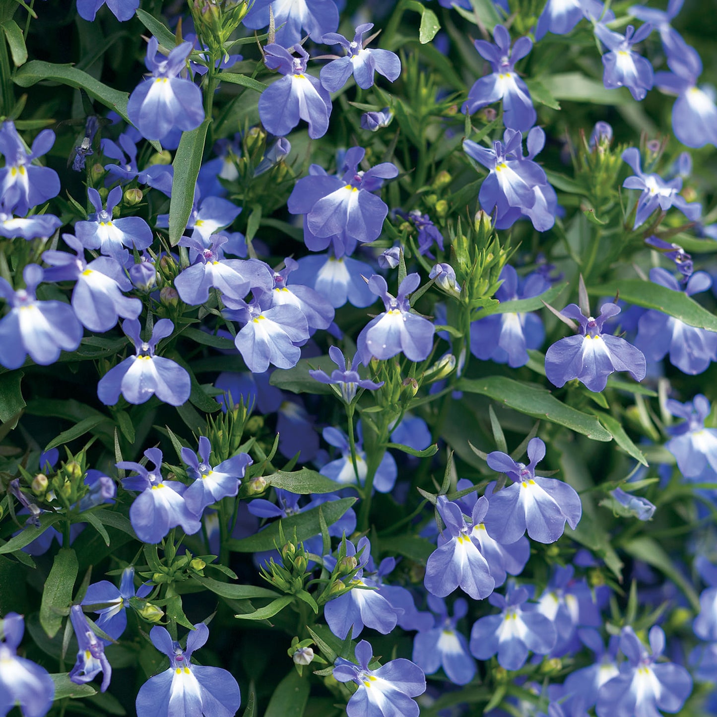 Laguna® Compact Blue With Eye Lobelia - Photo Courtesy of Proven Winners, Inc.