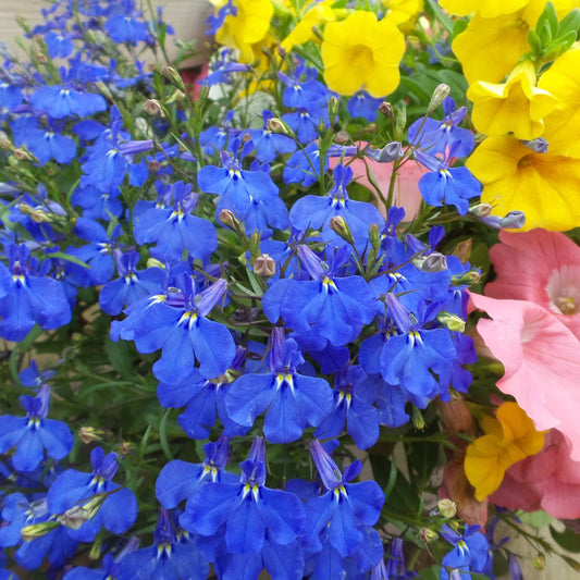 A close-up of vibrant Laguna® Dark Blue Lobelia flowers surrounded by pink and yellow petunias, perfect for hanging baskets and adding lush color to your garden - Photo Property of Garden Crossings LLC.