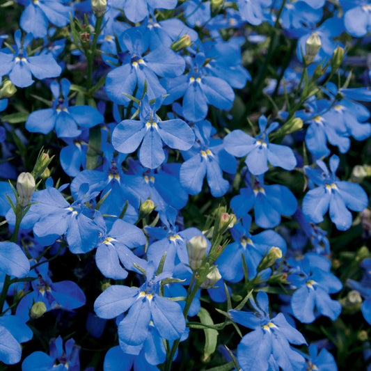 Laguna® Dark Blue Lobelia bursts with vibrant blooms and green stems, ideal for hanging baskets. Among the open flowers, some buds remain closed, adding fresh charm - Photo Courtesy of Proven Winners, Inc.