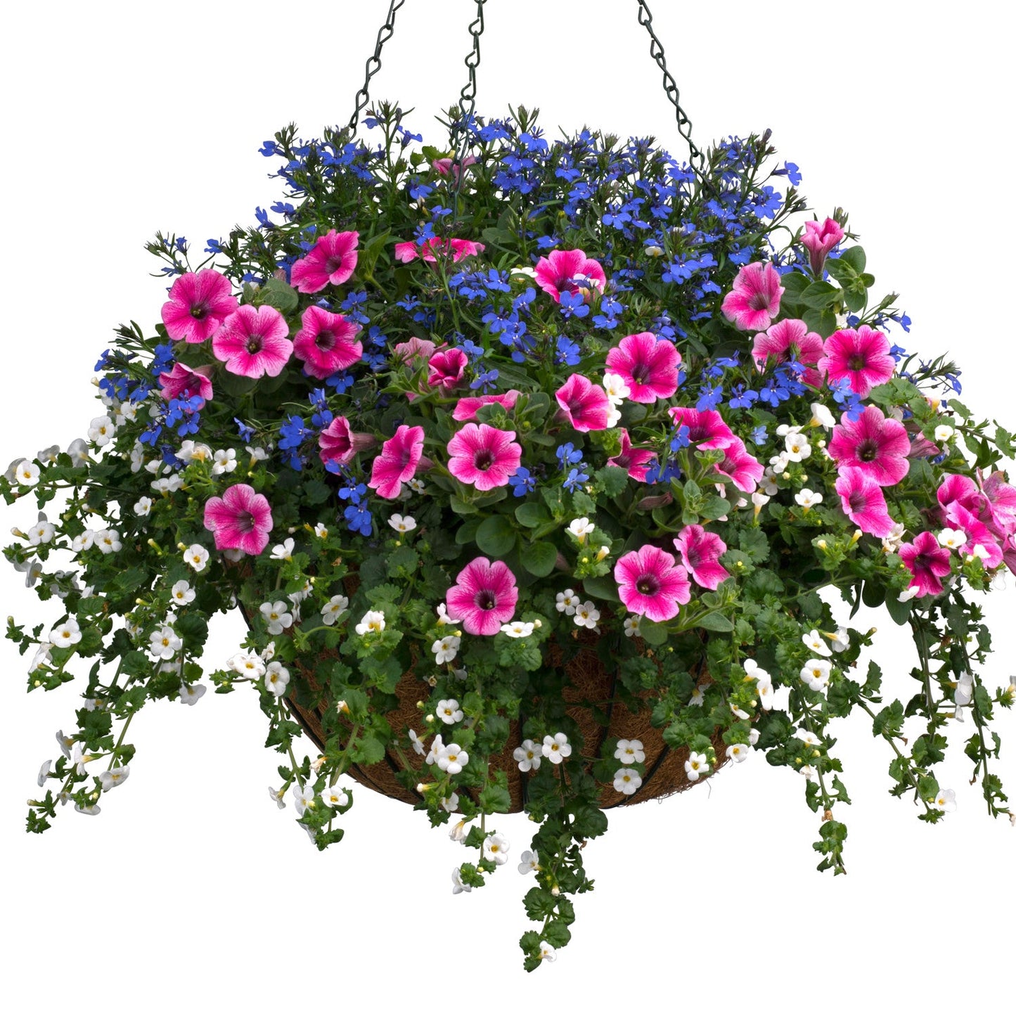 A hanging basket featuring vibrant pink petunias, trailing white blossoms, and clusters of Laguna® Dark Blue Lobelia displayed against a white background - Photo Courtesy of Proven Winners, Inc. Hanging basket not included.