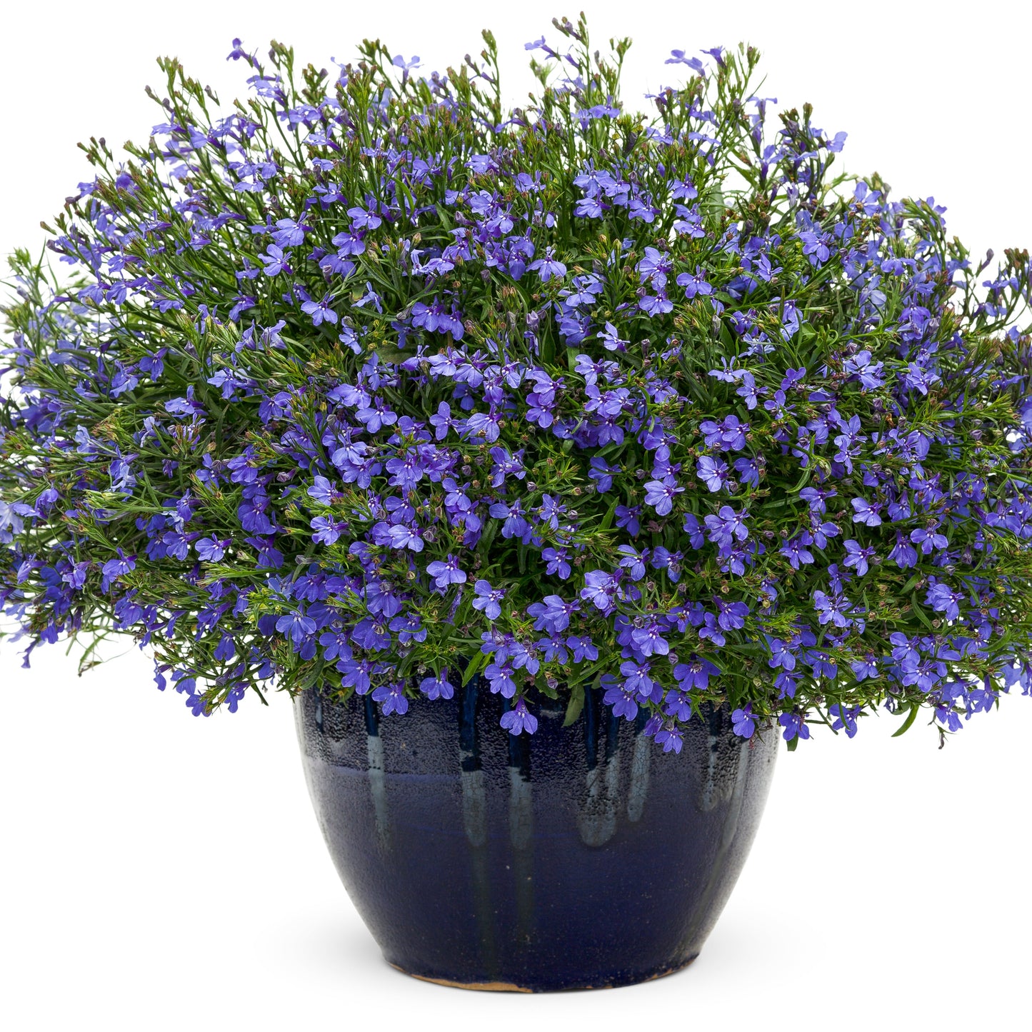 A glossy dark blue ceramic pot filled with lush green foliage and vibrant Laguna® Sky Blue Lobelia, set against a white background - Photo Courtesy of Proven Winners, Inc. Decorative pot not included.