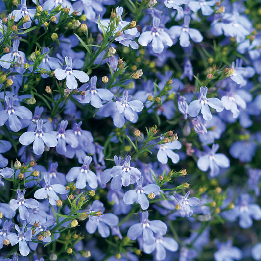 Laguna® Sky Blue Lobelia - Photo Courtesy of Proven Winners, Inc.