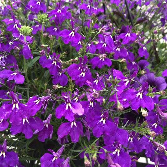 Laguna® Ultraviolet™ Lobelia - Photo Property of Garden Crossings LLC