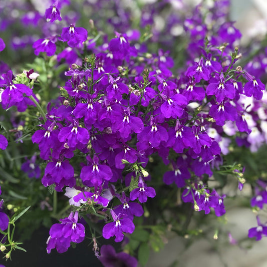 A cluster of vibrant electric purple Laguna® Ultraviolet™ Lobelia flowers with delicate petals and green stems, densely packed and blooming outdoors - Photo Property of Garden Crossings LLC.