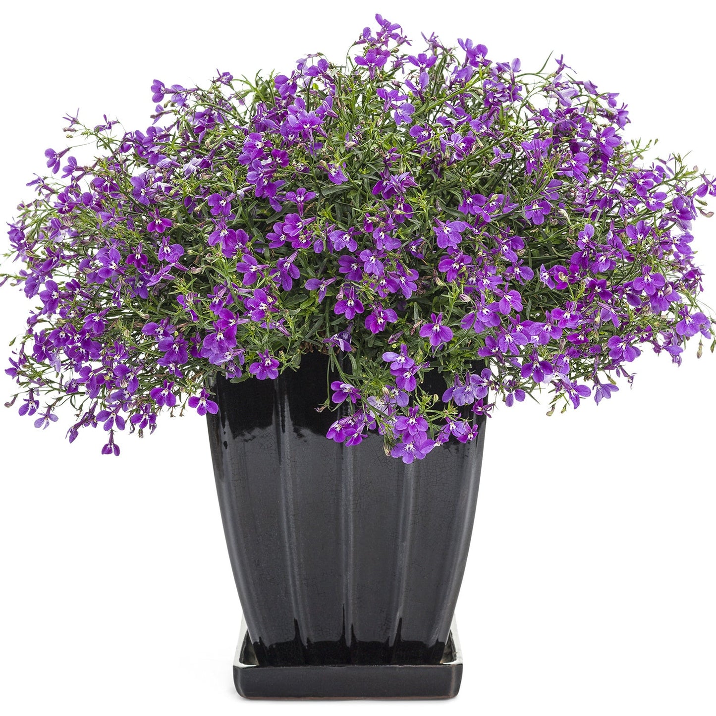 A black ceramic pot features the Laguna® Ultraviolet™ Lobelia, showcasing lush green foliage and clusters of vibrant electric purple blossoms, set against a white background - Photo Courtesy of Proven Winners, Inc. Decorative pot not included.