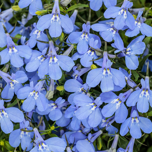 Laguna® Royale Azure Lobelia - Photo Courtesy of Proven Winners, Inc.