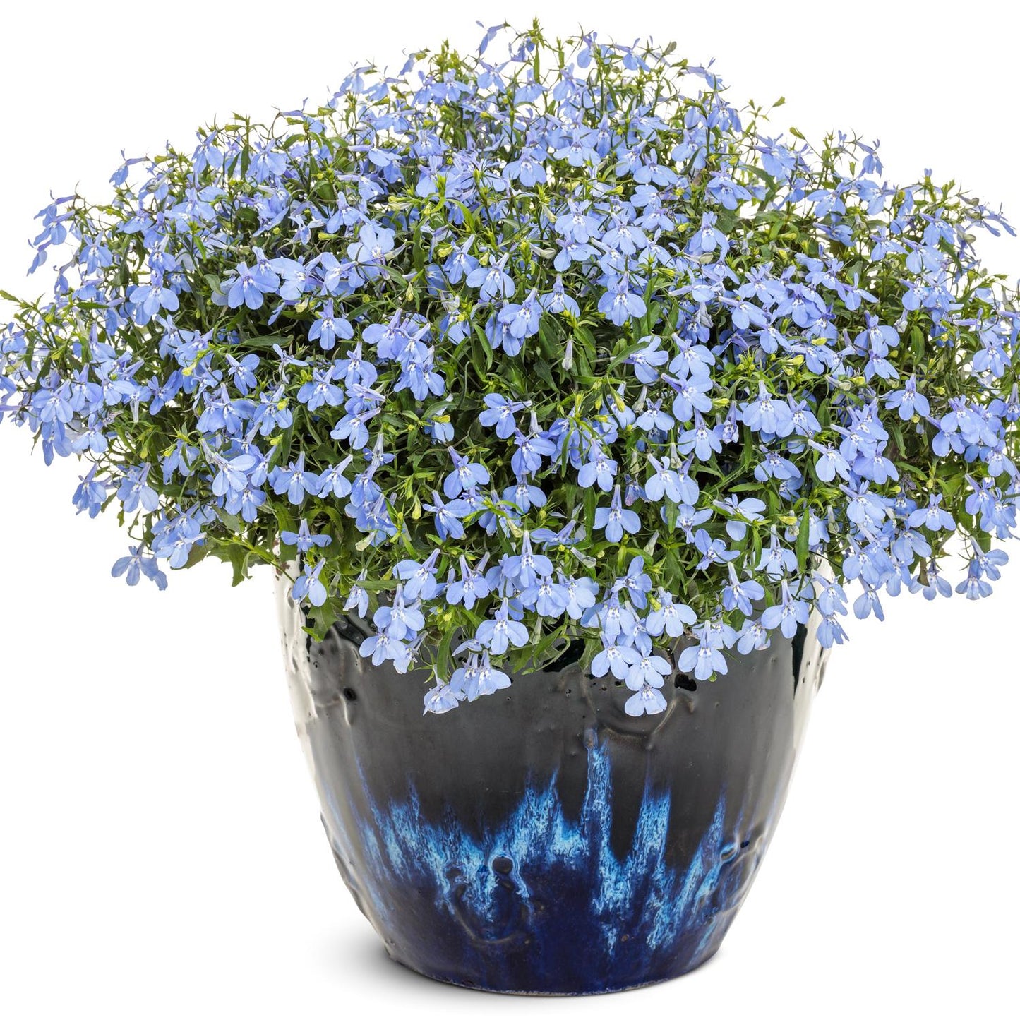 Laguna® Royale Azure Lobelia is a lush potted annual with many small, delicate blue flowers and green foliage, presented in a shiny dark blue ceramic pot with lighter blue accents - Photo Courtesy of Proven Winners, Inc. Decorative pot not included.