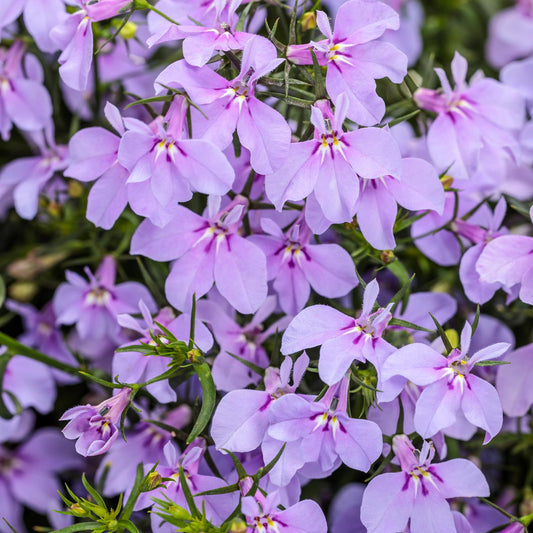 A cluster of Laguna® Royale Lilac Lobelia displays light purple flowers with slender petals and green stems and leaves in the background - Photo Courtesy of Proven Winners, Inc.