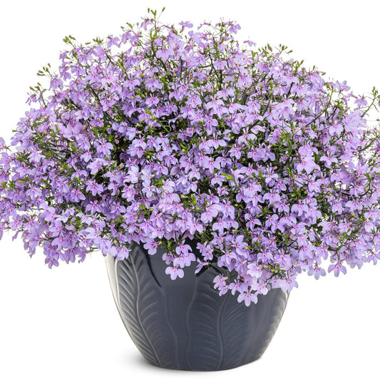 A dark gray decorative pot holds a lush mound of Laguna® Royale Lilac Lobelia, featuring small light purple flowers and green foliage from Proven Winners, set against a white background - Photo Courtesy of Proven Winners, Inc. Decorative pot not included.