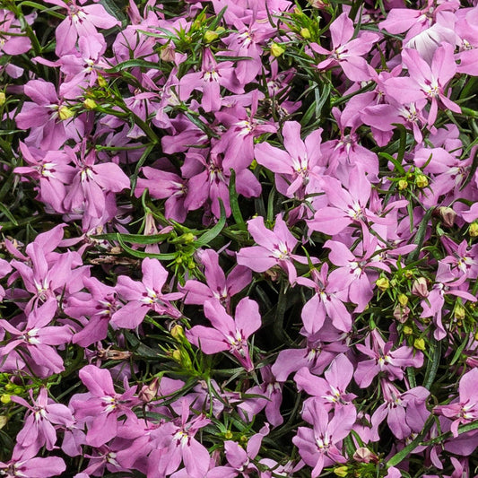 Laguna® Royale Pink Lobelia - Photo Courtesy of Proven Winners, Inc.