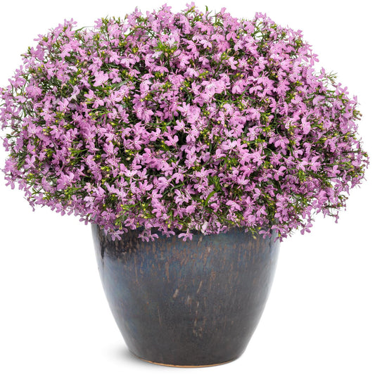Laguna® Royale Pink Lobelia - Photo Courtesy of Proven Winners, Inc.