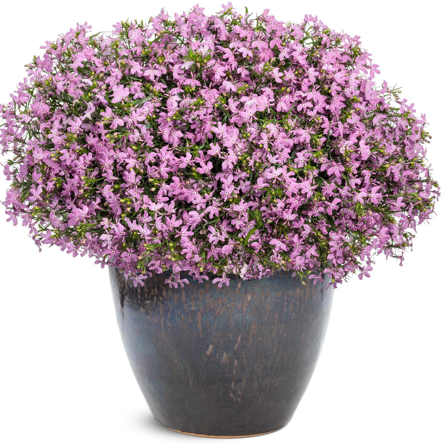A large ceramic pot filled with dense, pink blooming Laguna® Royale Pink Lobelia, isolated on a white background - Photo Courtesy of Proven Winners, Inc. Decorative pot not included.