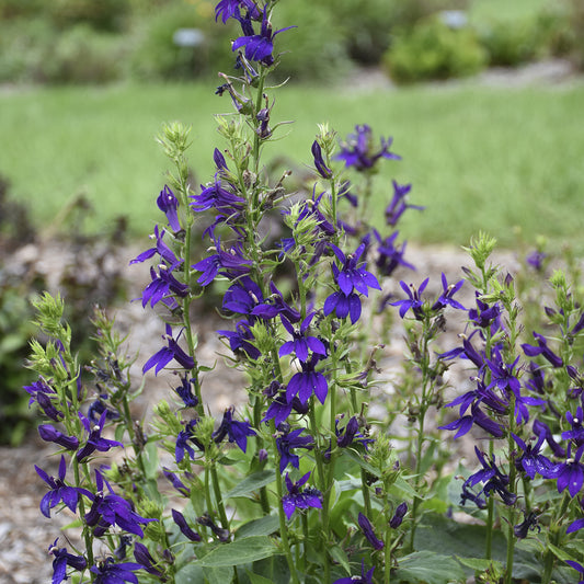 Starship™ Blue Cardinal Flower (Lobelia) - Photo Courtesy of Walters Gardens, Inc.