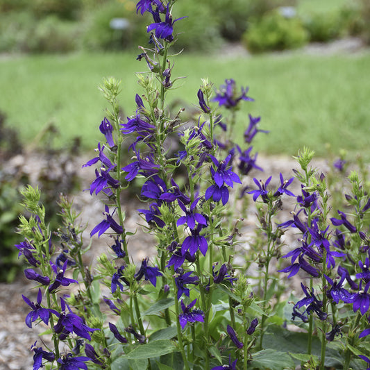 Tall green stems topped with vibrant, deep purple Starship™ Blue Cardinal Flower (Lobelia) blooms thriving amid greenery and mulch - Photo Courtesy of Walters Gardens, Inc.