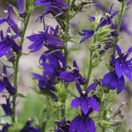Starship™ Blue Cardinal Flower (Lobelia) - Photo Courtesy of Walters Gardens, Inc.