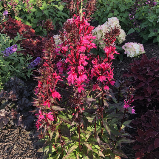 Bright magenta flowers of the Starship™ Rose Cardinal Flower (Lobelia) blooms on tall stalks, accented by green and burgundy foliage with white and purple flowers in the background of a sunny garden - Photo Property of Garden Crossings LLC.