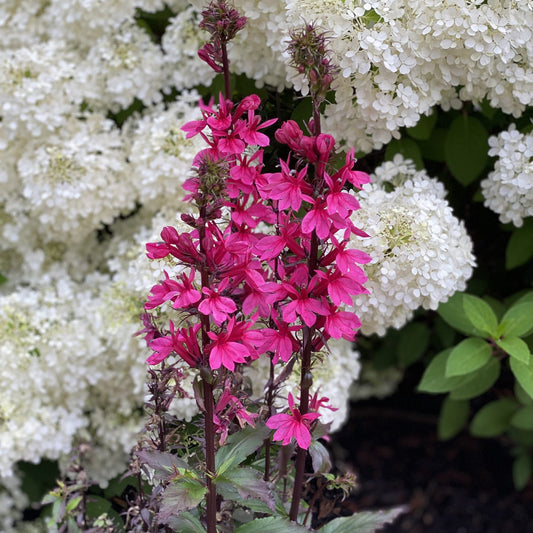 Starship™ Rose Cardinal Flower (Lobelia) - Photo Property of Garden Crossings LLC
