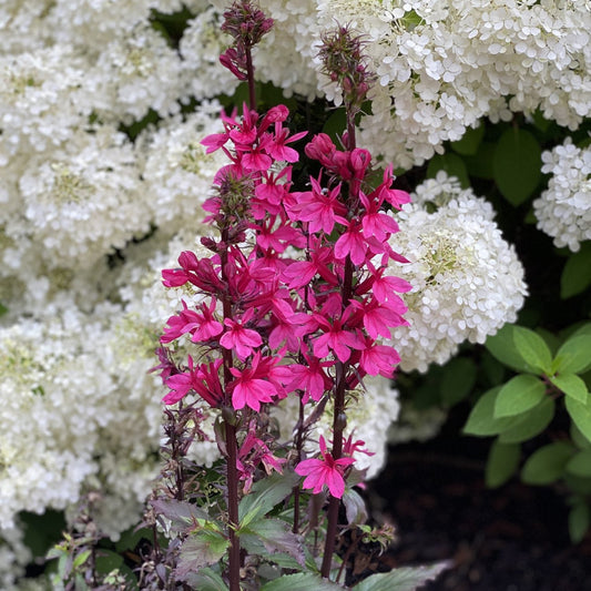 Close up of the Bright pink Starship™ Rose Cardinal Flower (Lobelia) blooms with pointed petals stands before dense white clusters of hydrangea blooms and green foliage - Photo Property of Garden Crossings LLC.